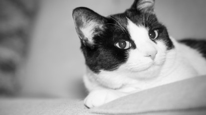 Photography – Pets